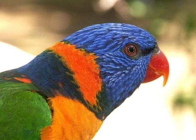 Daintree Wild Bed&Breakfast Exterior foto